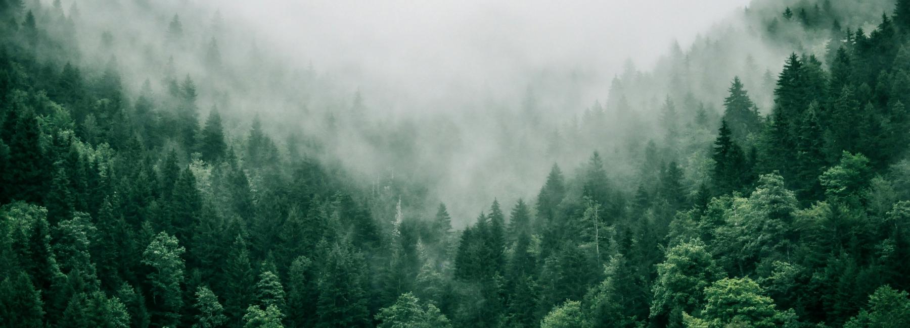 trees in mist